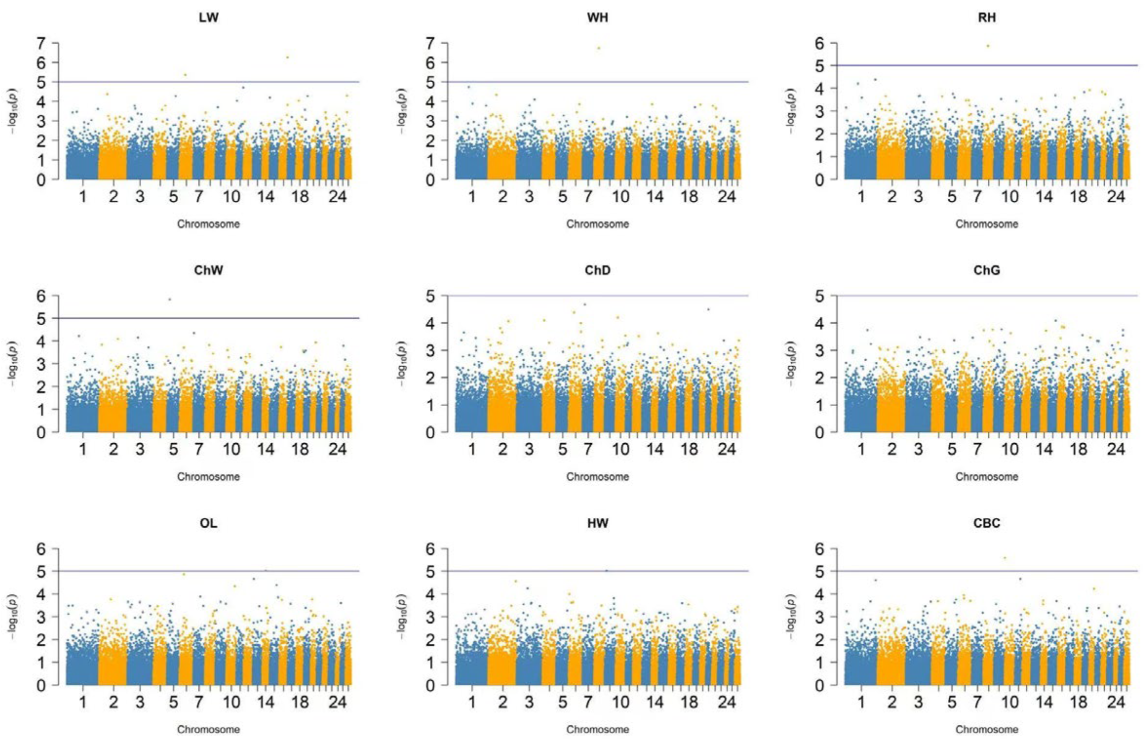 Manhattan plots of GWAS for body conformation traits