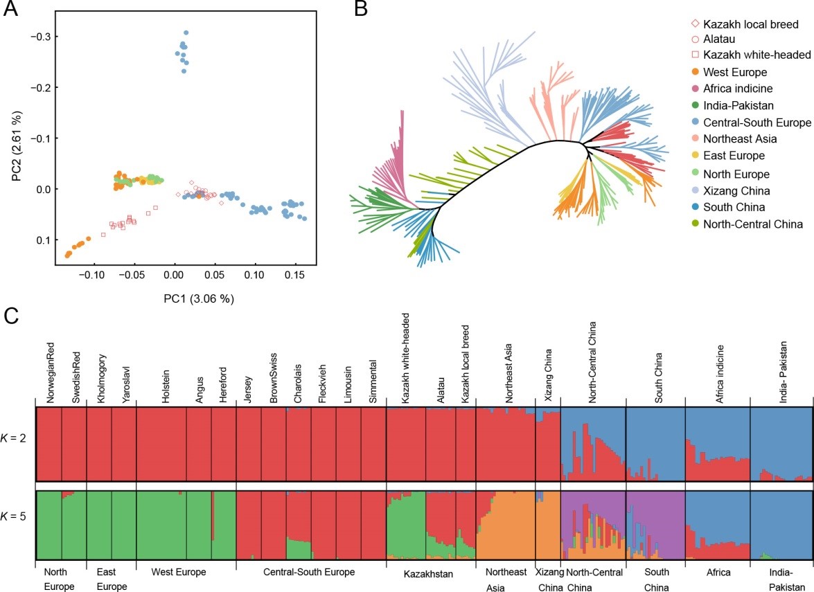 Nucleotide diversity plot