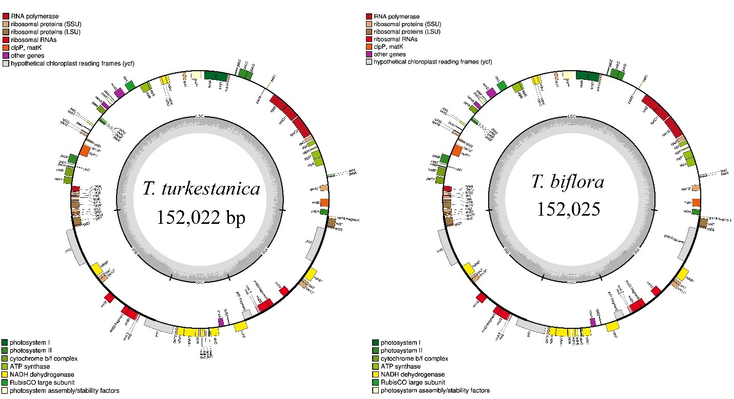 Manhattan plots of GWAS for body conformation traits